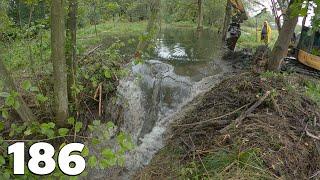 Beaver Dam Between The Trees - Beaver Dam Removal With Excavator No.186