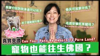 寵物能往生淨土？毛孩安樂死有錯？骨灰可放家中？Can Your Pet be Reborn to Pureland? Is Euthanasia Wrong?