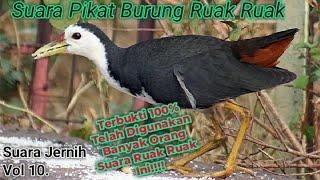 suara pikat ruak ruak paling ampuh 5 menit langsung... kruak kruak... (tanpa iklan)