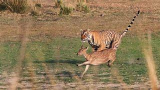 The Tiger is waiting to attack the Deer| Animal Fighting| #tiger #wild #deer #hunting #travel #life