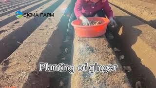 Beautiful ginger farm- ginger farming ginger exporter SIGMA FARM