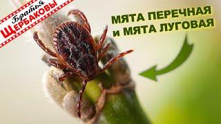 МЯТА ПЕРЕЧНАЯ и МЯТА ЛУГОВАЯ против КЛЕЩЕЙ! Тест...