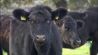 Vacas de raza Angus en Castilblanco de los Arroyos (Sevilla)