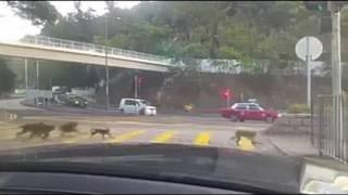 Popular Videos - LiveLeak & Dashcam