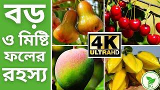 কী দিলে টবের গাছে ফল বড় ও মিষ্টি হবে | How to Grow BIGGER and Sweeter Fruits | RAJ Gardens | 4K