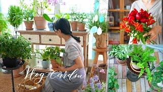 Care tips for plant growth/Happy gardener's outing in spring/Balcony garden/South Korea