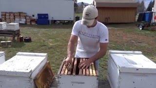Introducing Honey Bees to Their Hive (Installing a Package of Bees)