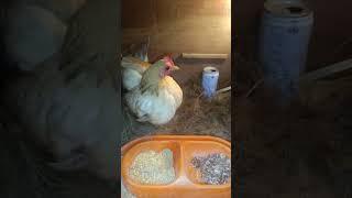 CHICKEN BREADING #shorts #ayamserama #ayamhias @wlz turet