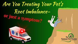 Holistic Veterinarian Secret to Why your Dog and Cat are Not Healing