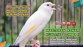 Kenari GACOR‼️ Masteran Burung Kenari PAUD dan Pancingan Kenari MACET BUNYI (EPISODE  1566)