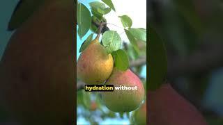 Pear Perfection: 5 Expert Tips for Growing Juicy Pears!  #youtubeshorts #farmingideas #gardening