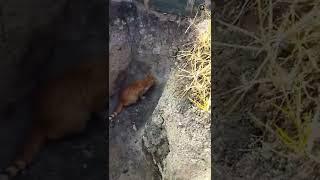 Кошка  Рыжик играет с полевой мышкой