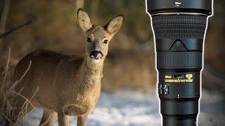 Winter Wildlife Vlog | ROE DEER, KINGFISHER, REDWINGS | 500PF & D850