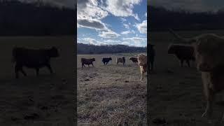 Happy cows! #summershadefarms  #scottishhighlands #sweet  #farmlife #farming #rotationalgrazing