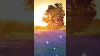 마음이 편안해지는 힐링음악 숲 속 휴식음악,모닥불 소리,스트레스 해소음악,명상음악  Healing Sleep Music