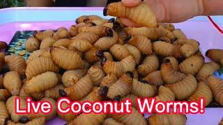 Ms Jin Su Live Coconut Worms Mukbang! #yummyfoods #mukbang #eat