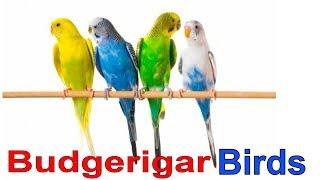 budgerigar bird | parakeet budgie | Melopsittacus undulatus