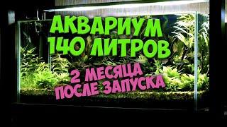 Как же он преобразился! Аквариум 140 литров 2 месяца после запуска.